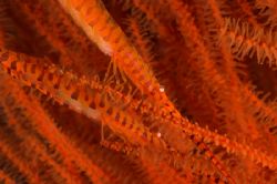 Two saw-nosed shrimps - both with eggs - Lembeh 2006. D70... by Simon Pickering 